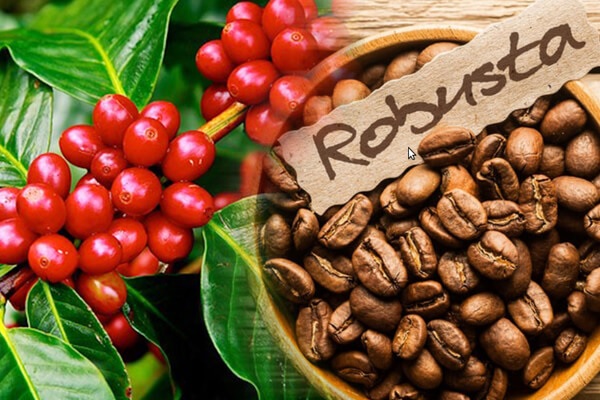 Robusta Coffee Beans